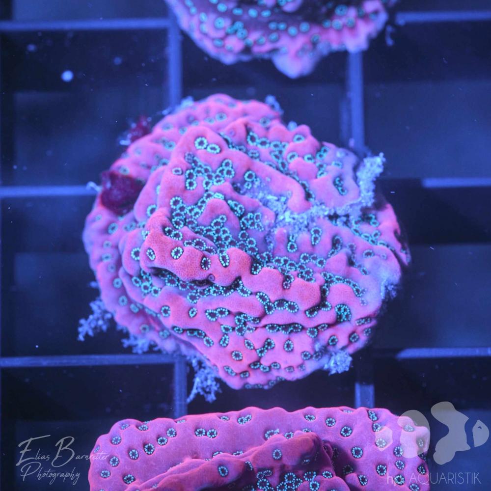 Montipora Tropical Thunder